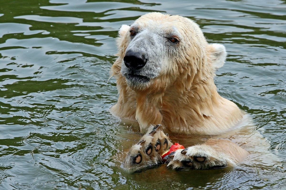 alt-"Testament Stiftung Tierpark Berlin und Zoo Berlin Helfen"