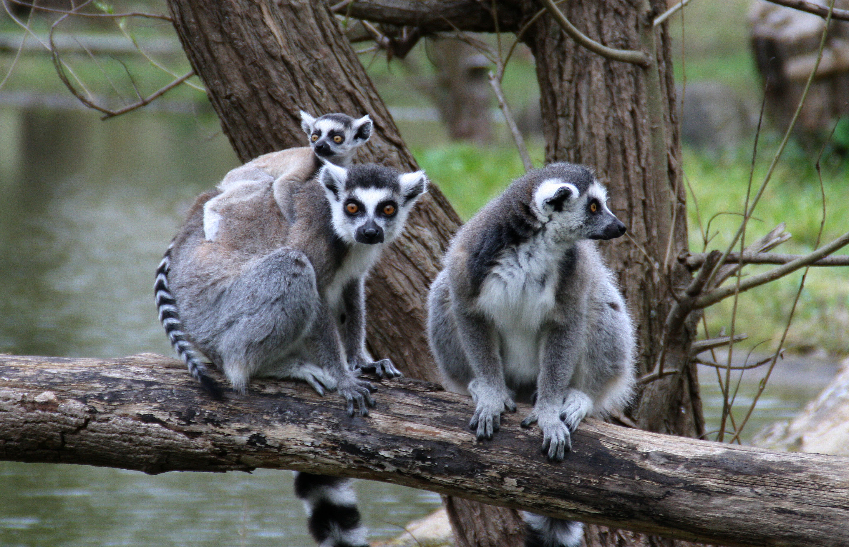 alt-"Testament Stiftung Tierpark Berlin und Zoo Berlin"
