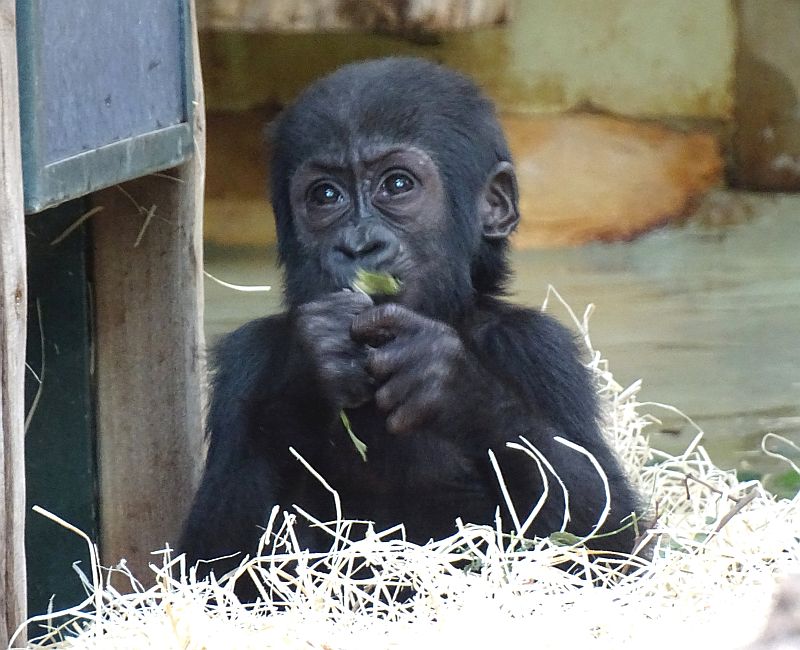 alt-"Spende Tierpark Berlin und Zoo Berlin"