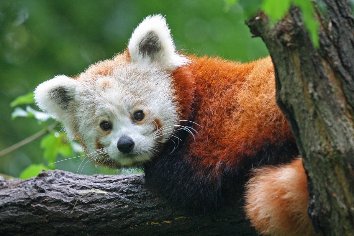 alt-"Zustiftung Tierpark Berlin und Zoo Berlin"