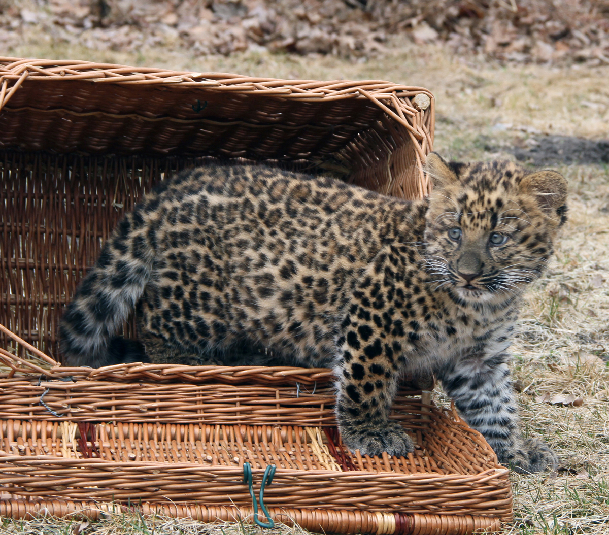 China Leopard Jungtier Tierpark Berlin China Leopard Jungtier Tierpark Berlin
