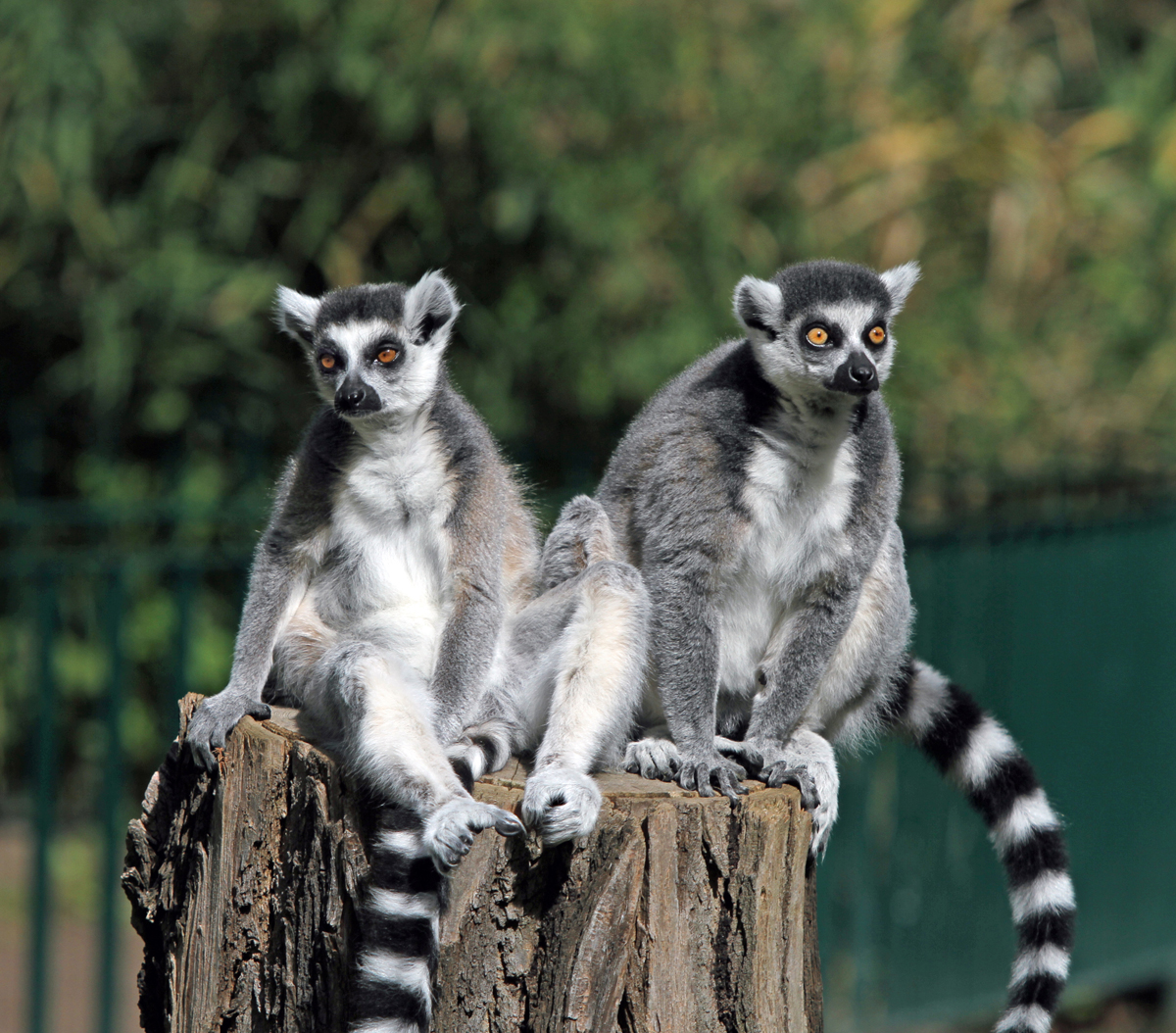 Katta Lemur im Tierpark Berlin Katta Lemur im Tierpark Berlin