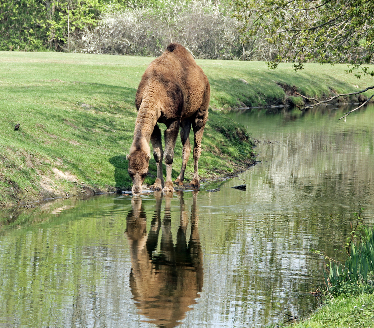 Kamelwiesen im Tierpark Berlin Kamelwiesen im Tierpark Berlin