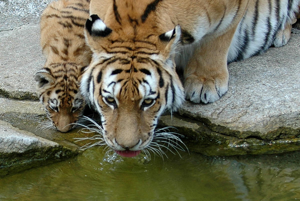 Sibirische Tiger im Tierpark Berlin Sibirische Tiger im Tierpark Berlin